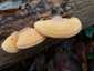 Narancssárga laskagomba (Phyllotopsis nidulans), Budai-hegység